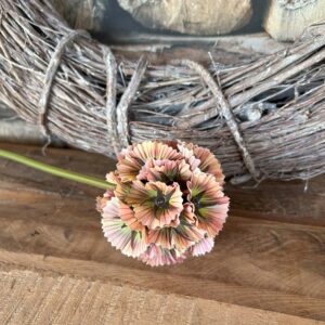 Scabosia licht bruin 70cm
