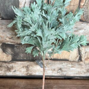 Senecio Bush Grey