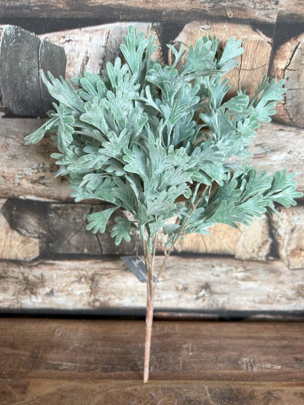 Senecio Bush Grey