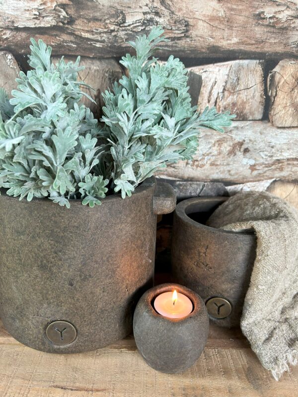 Senecio Bush Grey - Afbeelding 2
