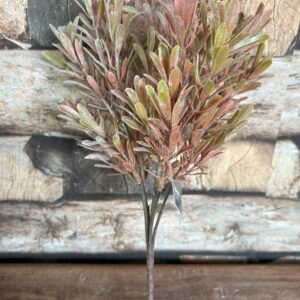 Senecio Bush Bronze