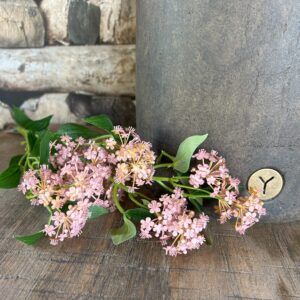 Lantana Ant. Pink 81 cm