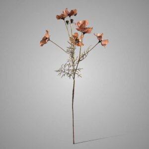 Cornus Kousa antiek bruin 67cm