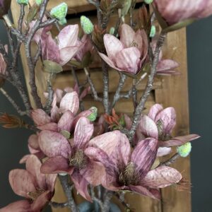 Magnolia Purple 92cm