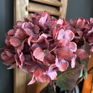 Hydrangea Sober Burgundy 65cm