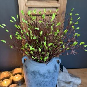 Bush Spring Green 50cm