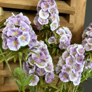 Scabiosa Grande Spring Purple 65cm