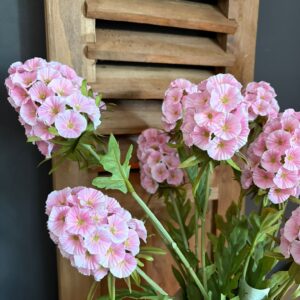 Scabiosa Grande Spring Pink 65cm