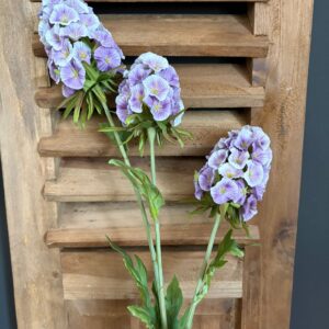 Scabiosa Grande Spring Purple 65cm