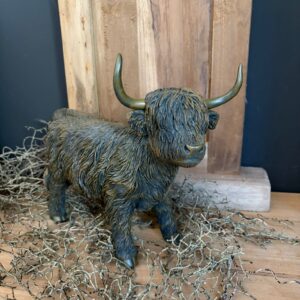 Schotse Hooglander staand M